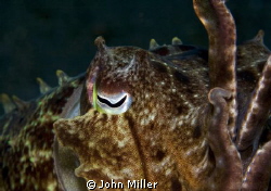 Cuttlefish by John Miller 